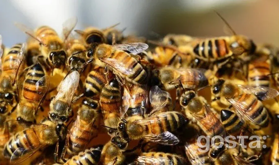 На північному заході США вантажівка з бджолами перекинулася: 250 мільйонів комах на волі