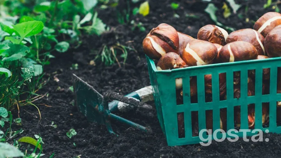 September moon calendar gardening