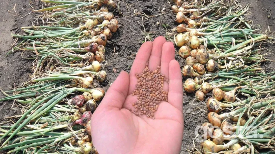 Lunar calendar for gardening for August