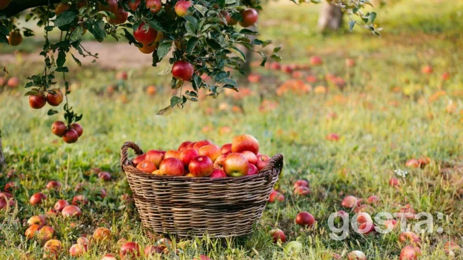 Lunar calendar for gardening for August