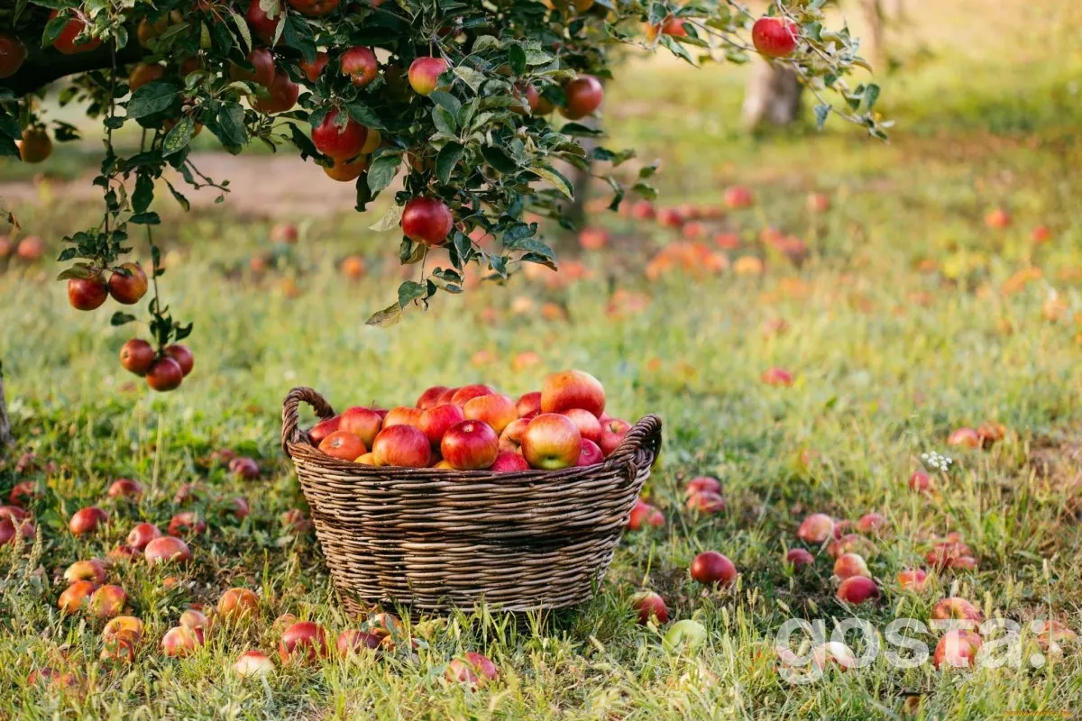 Посівний календар на серпень місяць