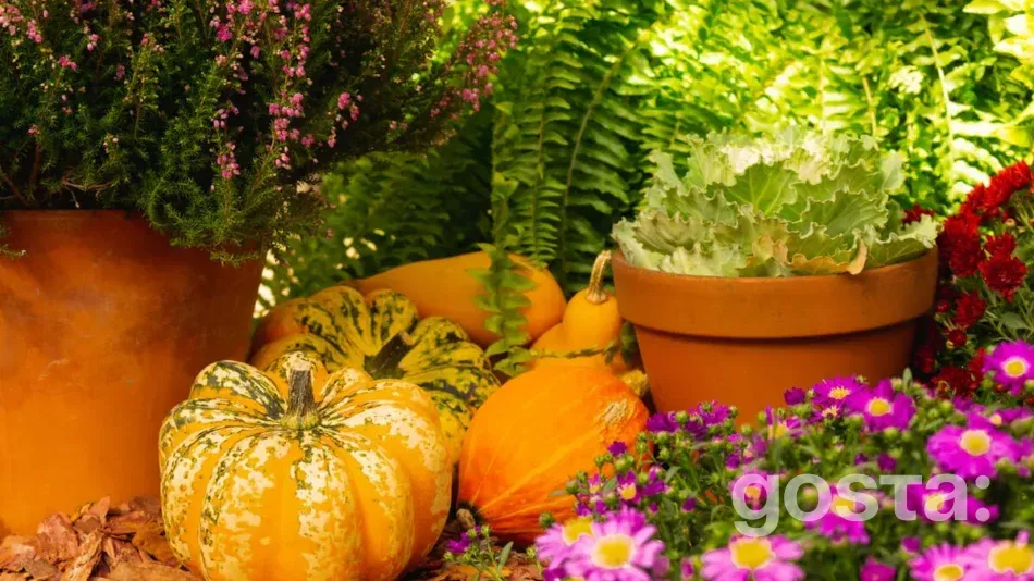 Moon calendar gardening for September