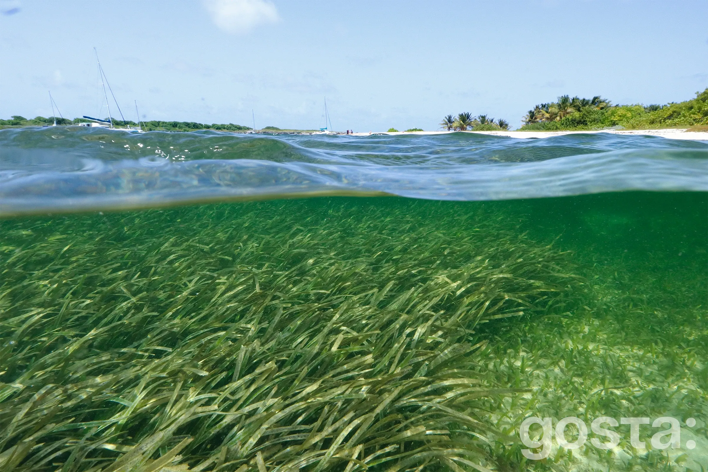 Біофільми як бар'єр для мікропластику: нові відкриття MIT