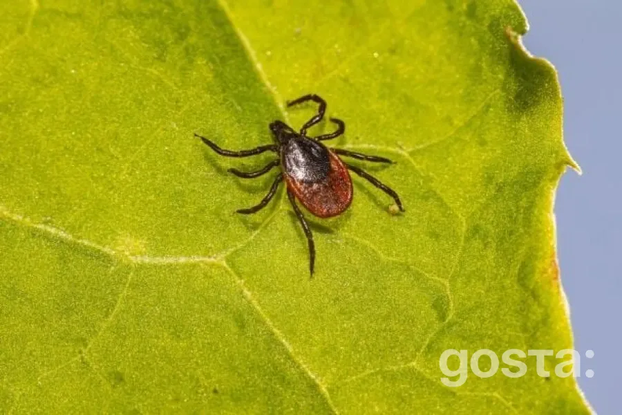 Які частини тіла варто перевіряти після прогулянки на природі