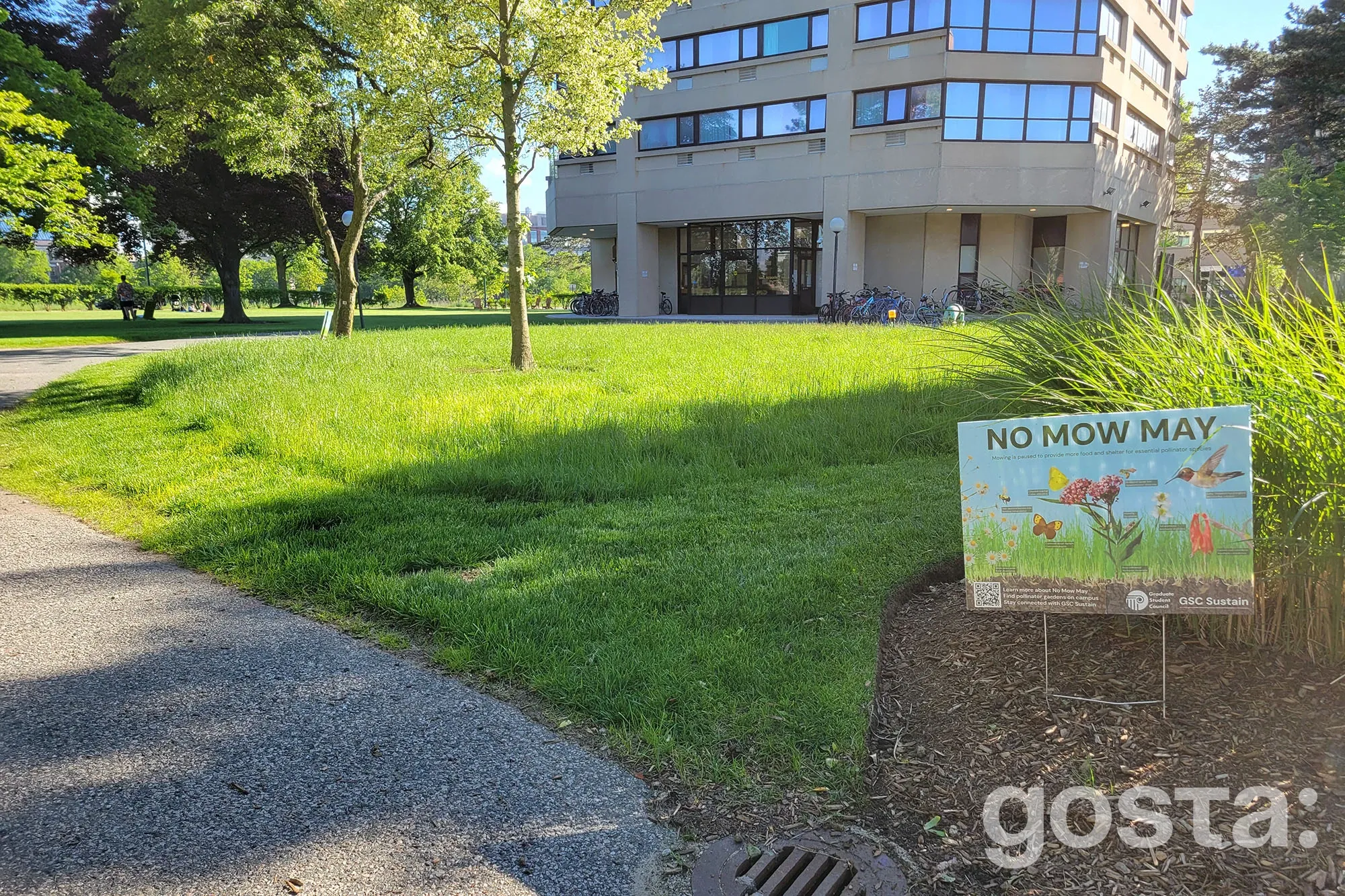 MIT приєднується до "No Mow May": новий погляд на екологічні газони