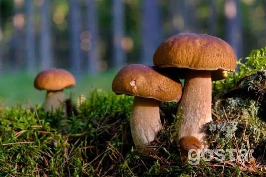 Гриби: секрет молодості та здоров’я у вашій тарілці