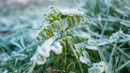 Lunar Calendar for Gardening: December 2025