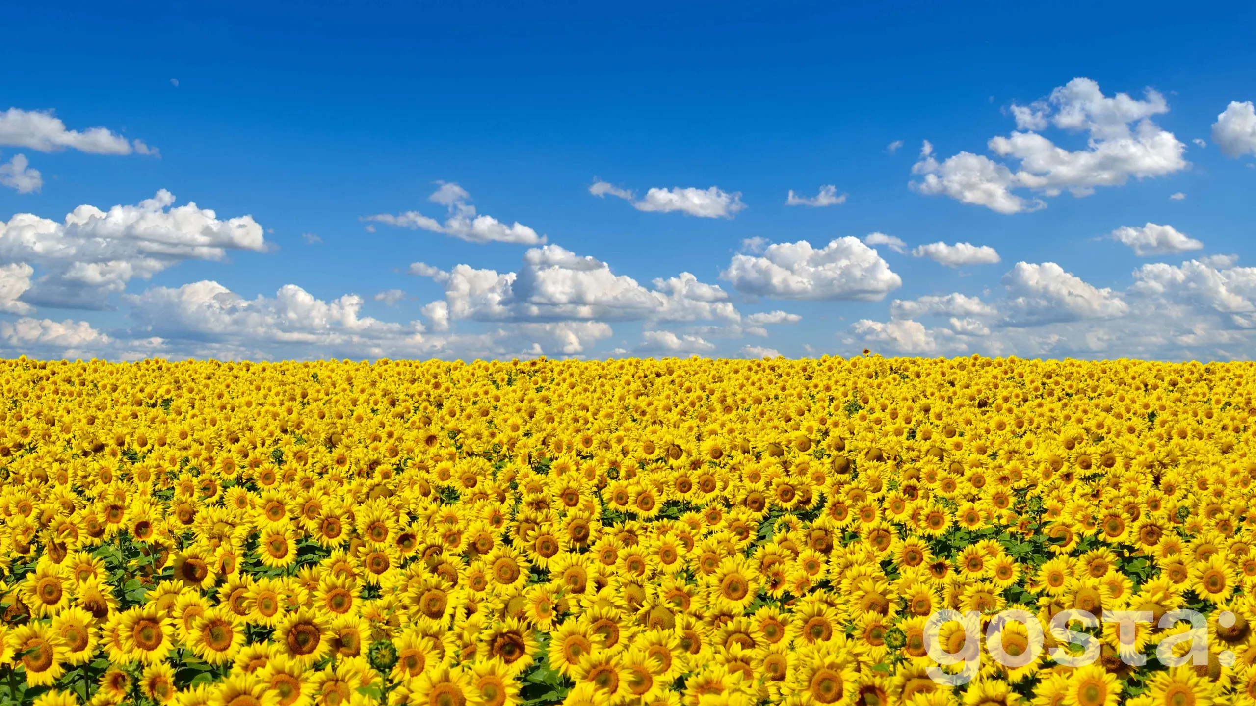 Державні свята у липні 2025