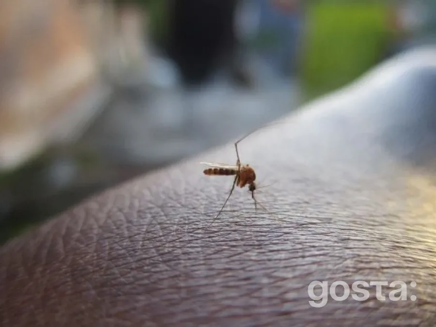 Як уникнути комариних укусів: фактори ризику та поради