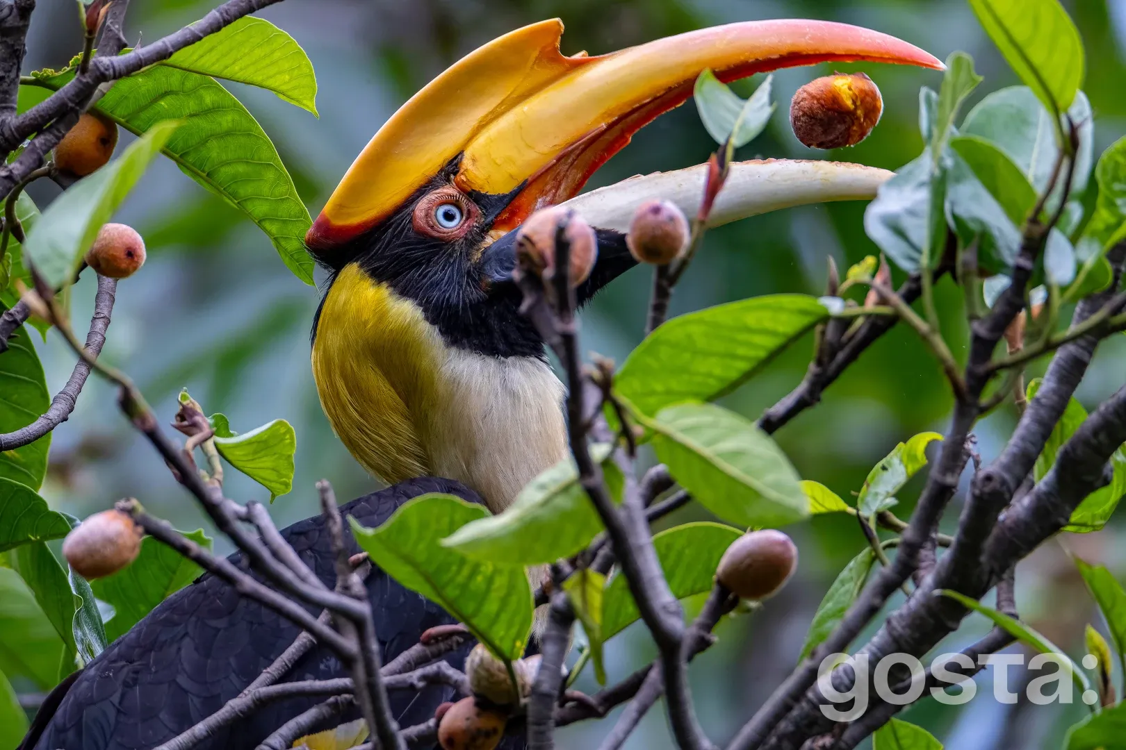 Як втрата біорізноманіття загрожує здатності тропічних лісів боротися з кліматичними змінами