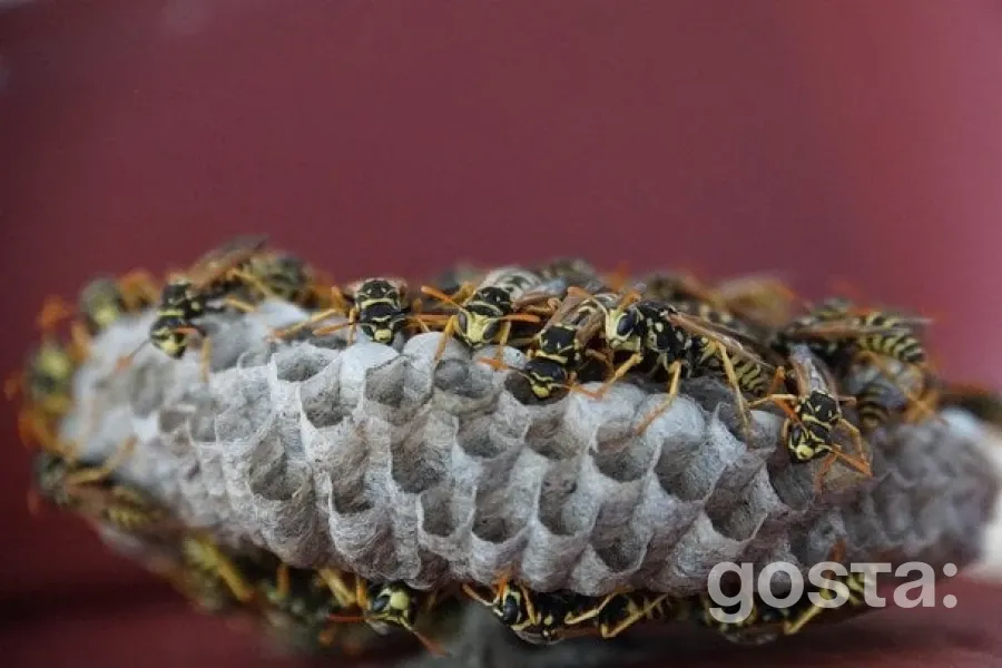 Загадкова радіація на гнізді ос: вчені шукають відповіді