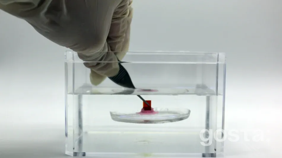 Новий пристрій від MIT: натхненний природою пристрій змінює медицину та екологію