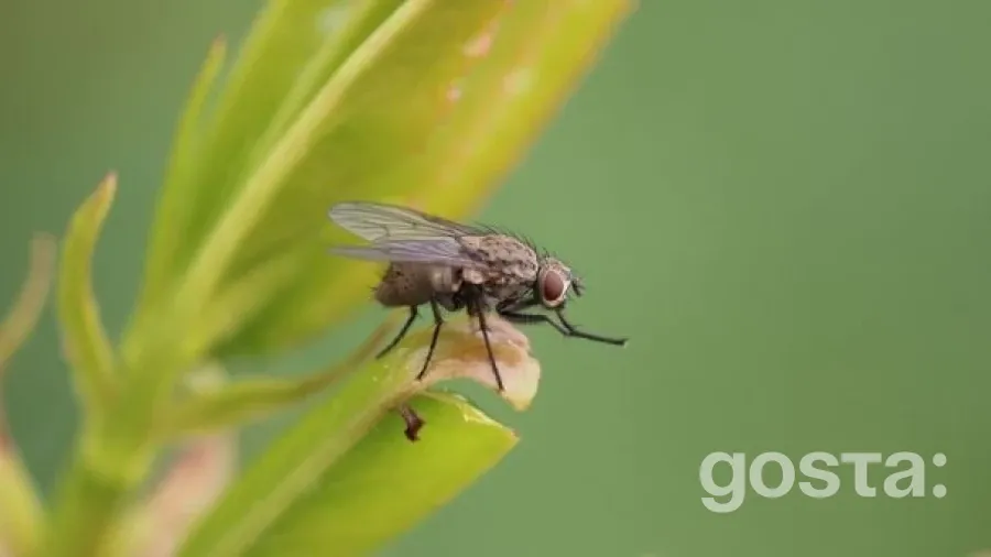 Як комахи можуть загрожувати вашому здоров'ю: небезпека у вашій тарілці