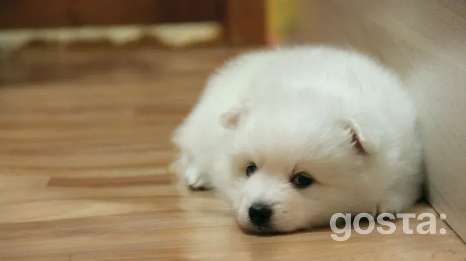 Japanese Spitz — breed overview and key traits