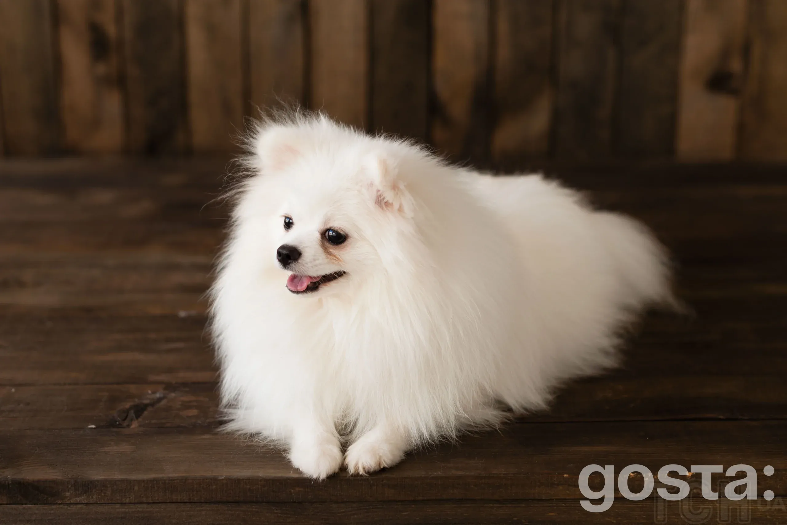 How to care for a Japanese Spitz