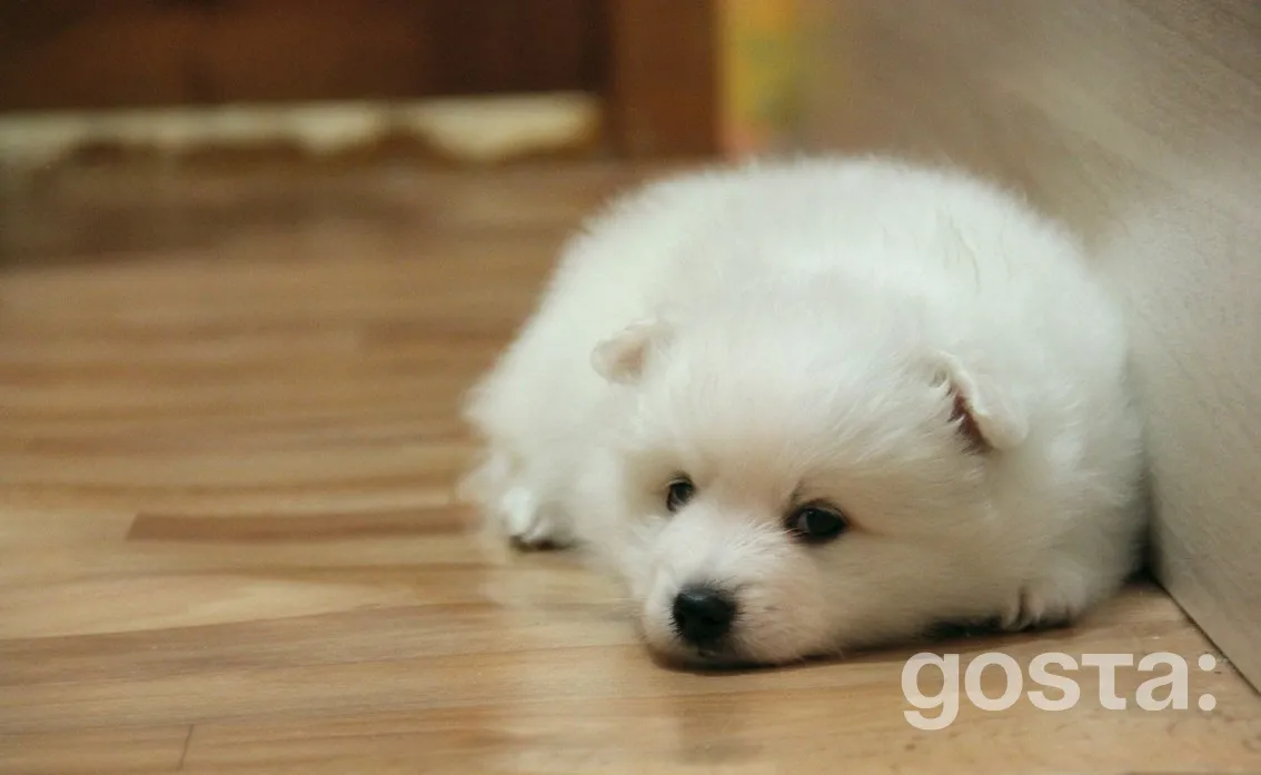 Japanese Spitz — breed overview and key traits