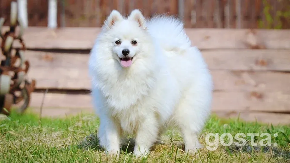 What to know before getting a Japanese Spitz