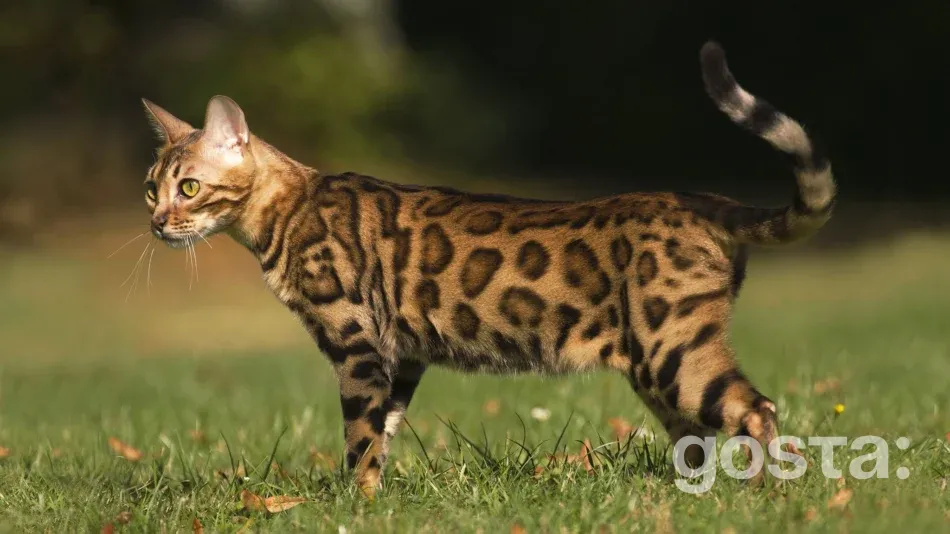 Бенгальські кішки догляд