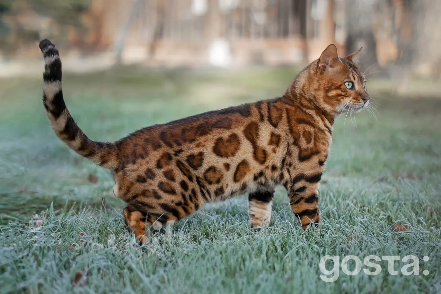 Бенгальські кішки вигляд