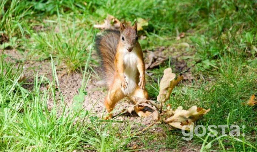 Пташині годівниці: прихована загроза для дикої природи