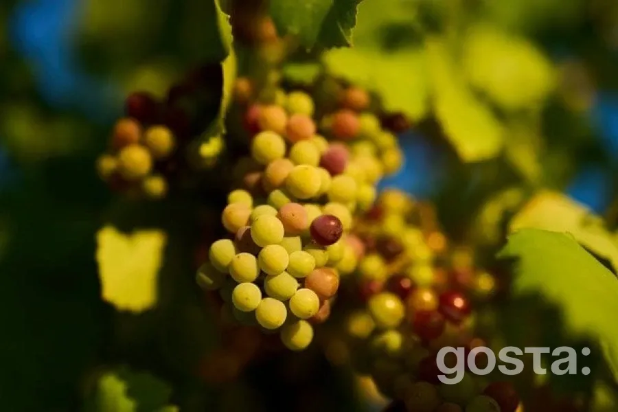 Фрукти: Корисні властивості та небезпека для схуднення