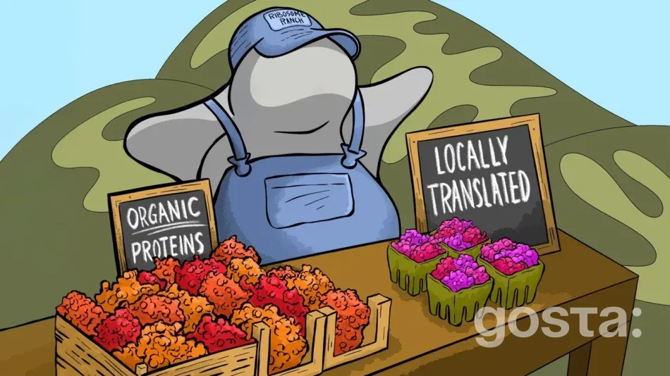 Локалізований переклад білків: новий погляд на функціонування мітохондрій