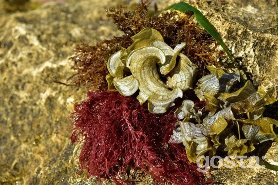 Морський мох: новий суперпродукт для здоров'я