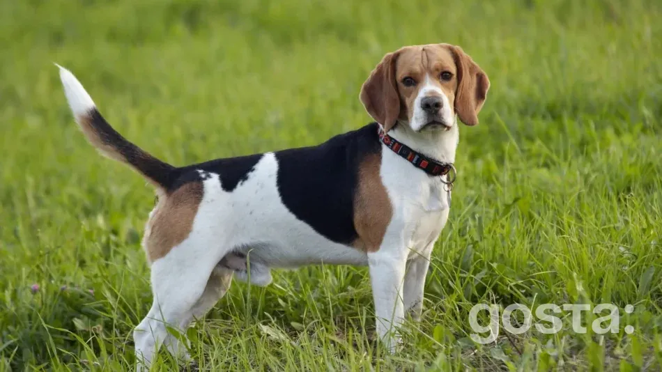 Beagle – breed traits and care