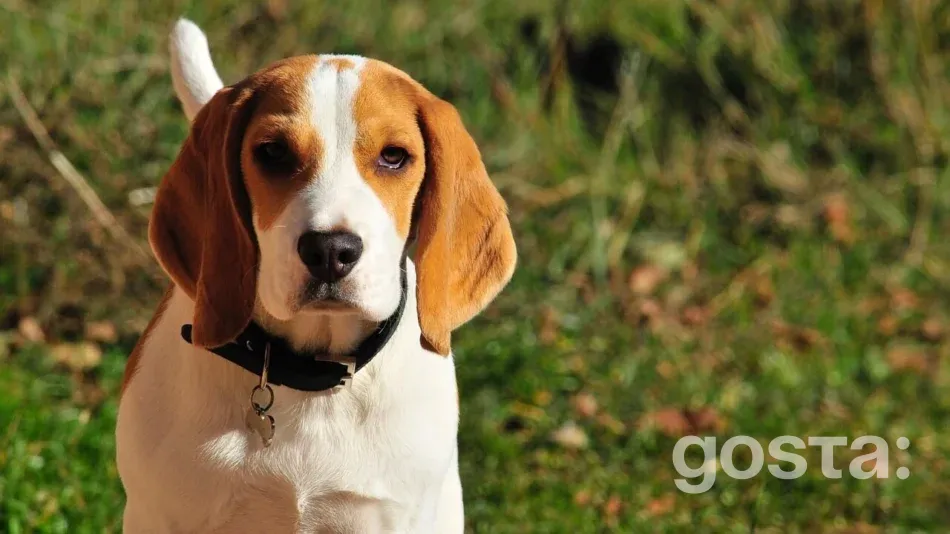 Як доглядати за біглем?