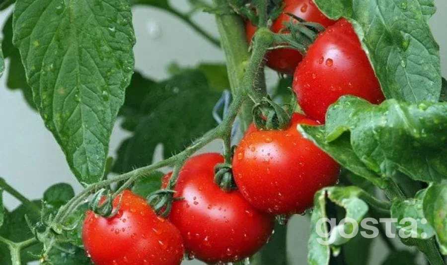 Помідори: секрет здоров'я у вашій тарілці