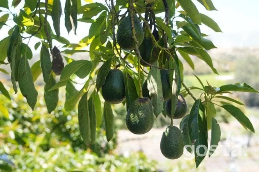 Революційний продукт для схуднення: новий спосіб позбутися зайвих кілограмів