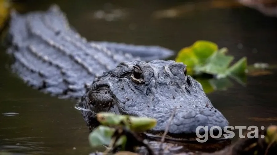 Трагедія на річці: хлопчик загинув, набираючи воду