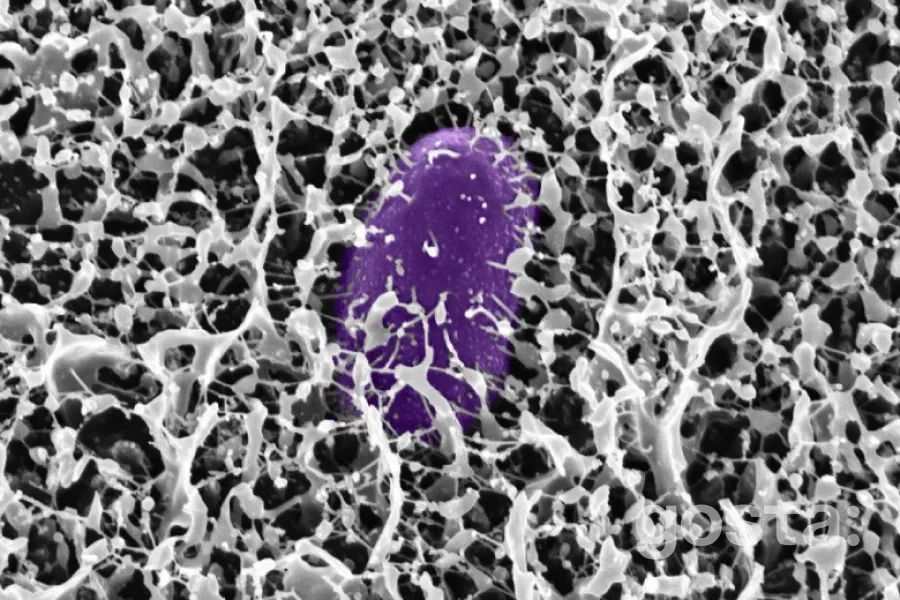 Мітка слизу: Новий спосіб боротьби з інфекціями