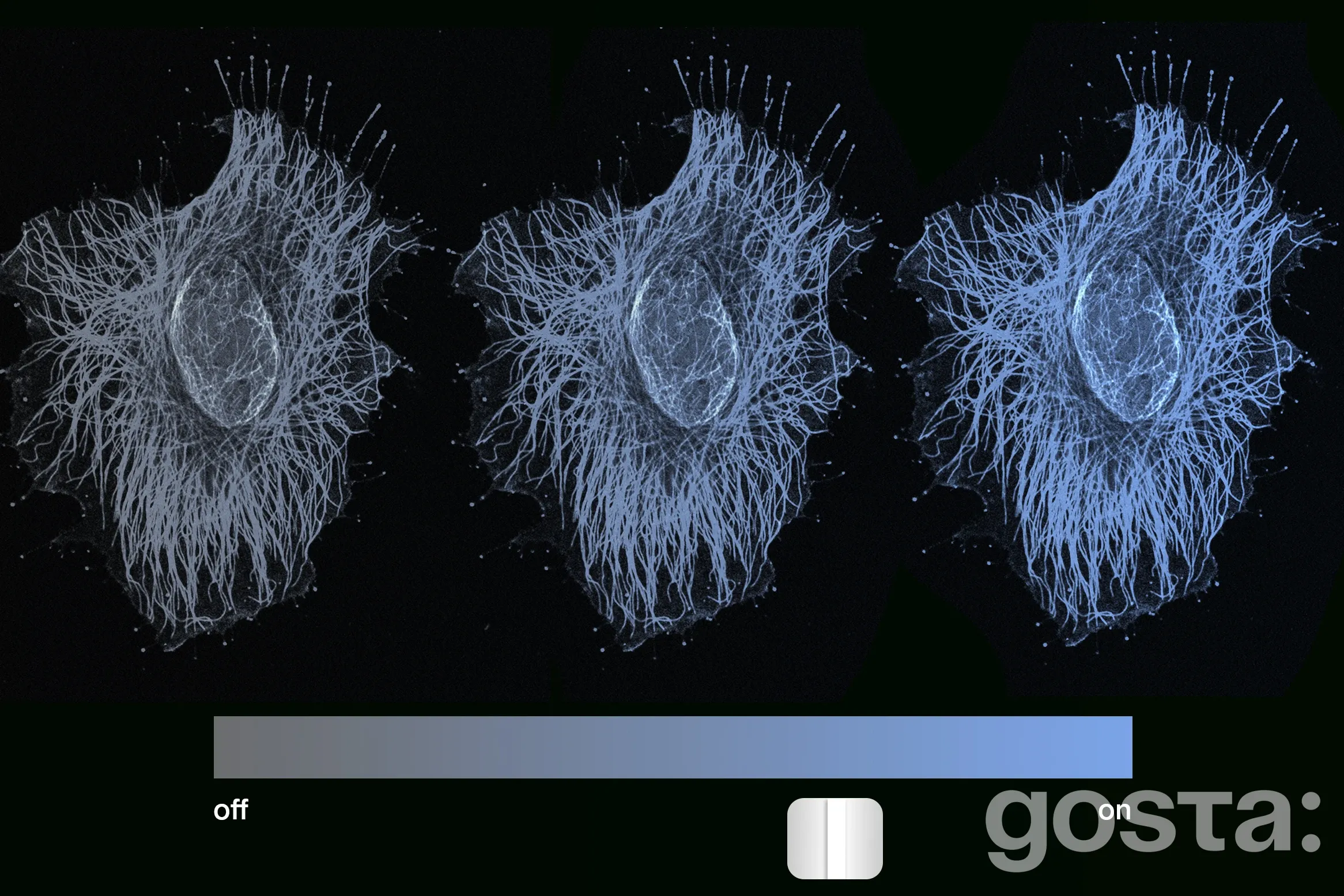 Нові горизонти в науці: клітинна пам'ять значно складніша, ніж вважалося раніше