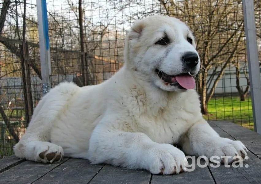 Alabai (Central Asian Shepherd)