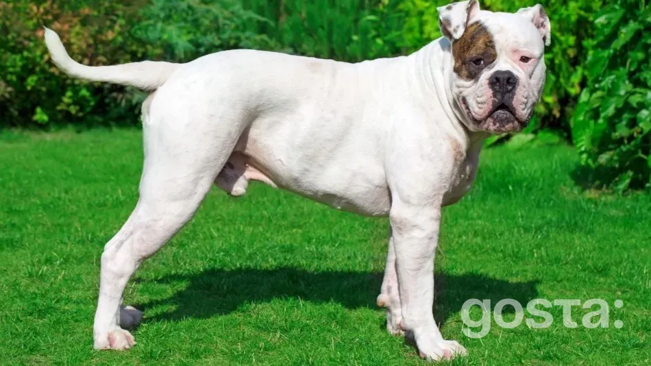 What is the American Bulldog’s temperament?