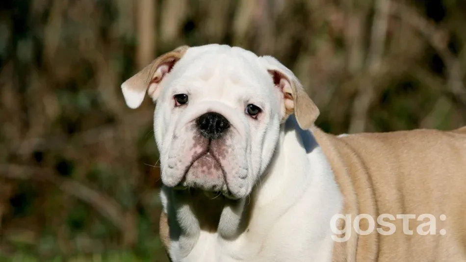 American Bulldog – breed description