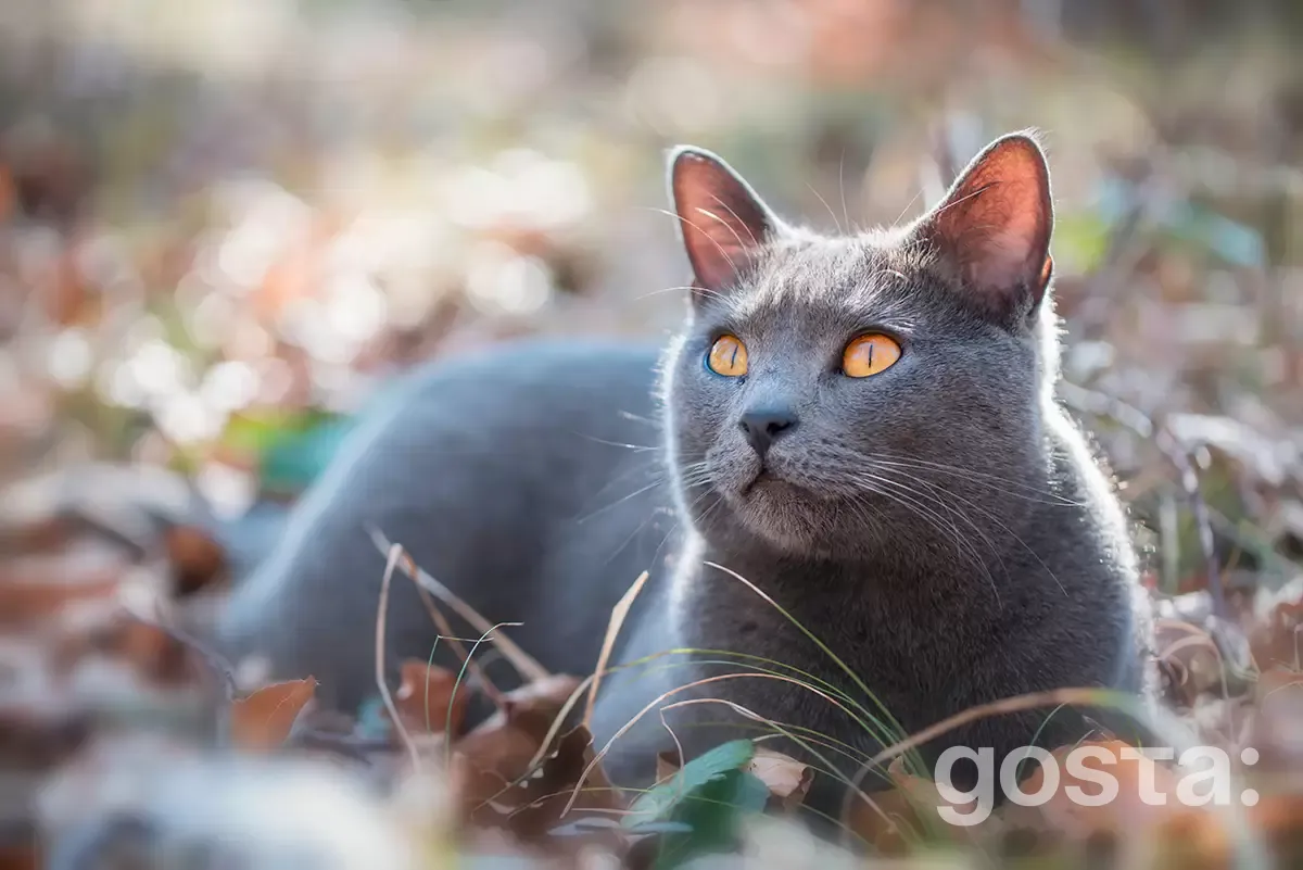 Cat breeds, Chartreux
