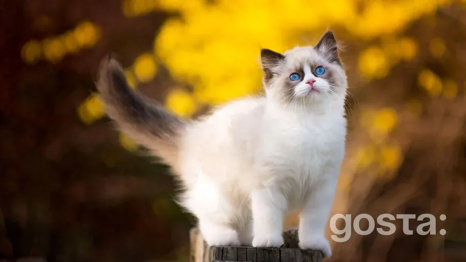 Cat breeds, Ragdoll