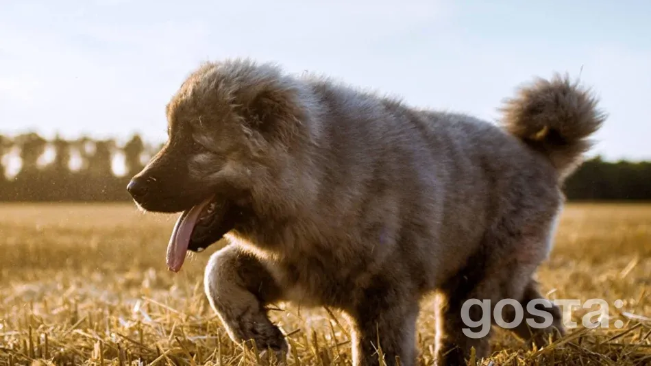 Caucasian Shepherd