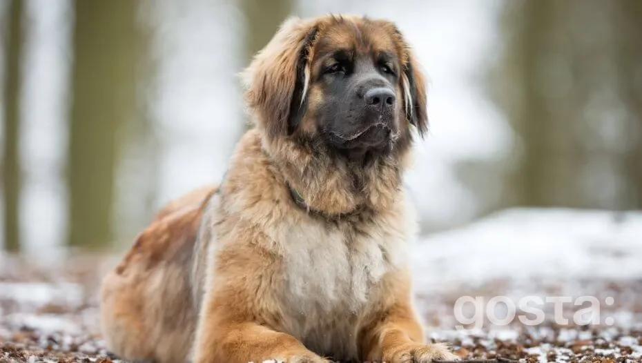 Leonberger