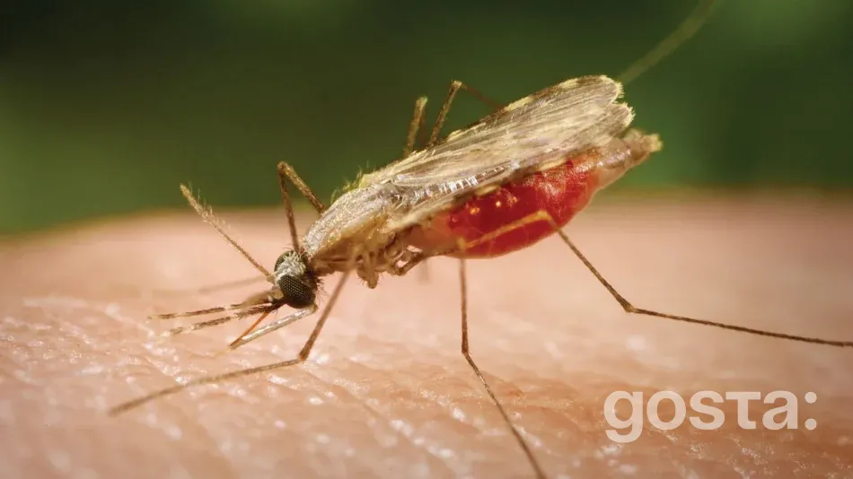 What is malaria