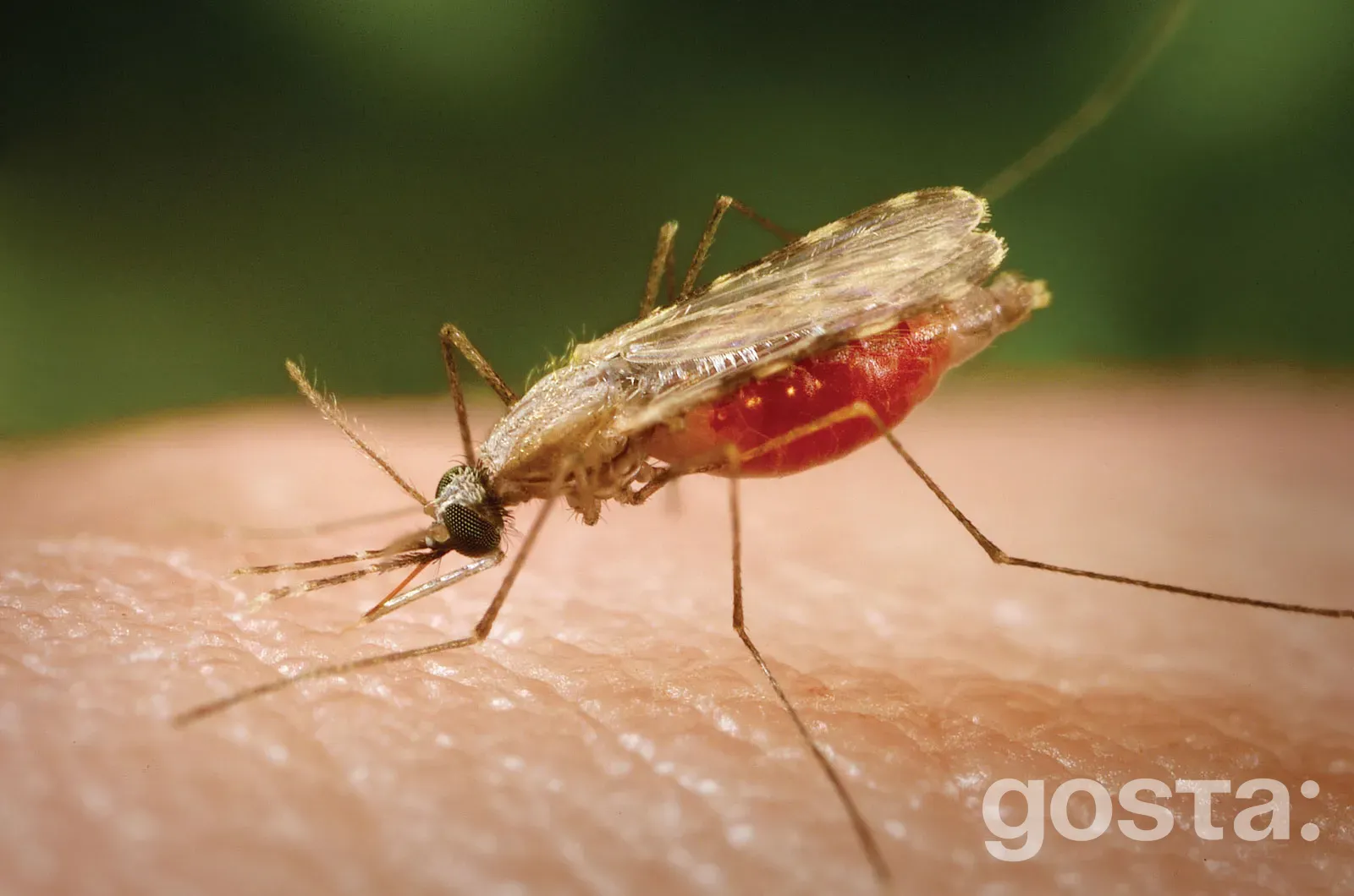 Що таке малярія