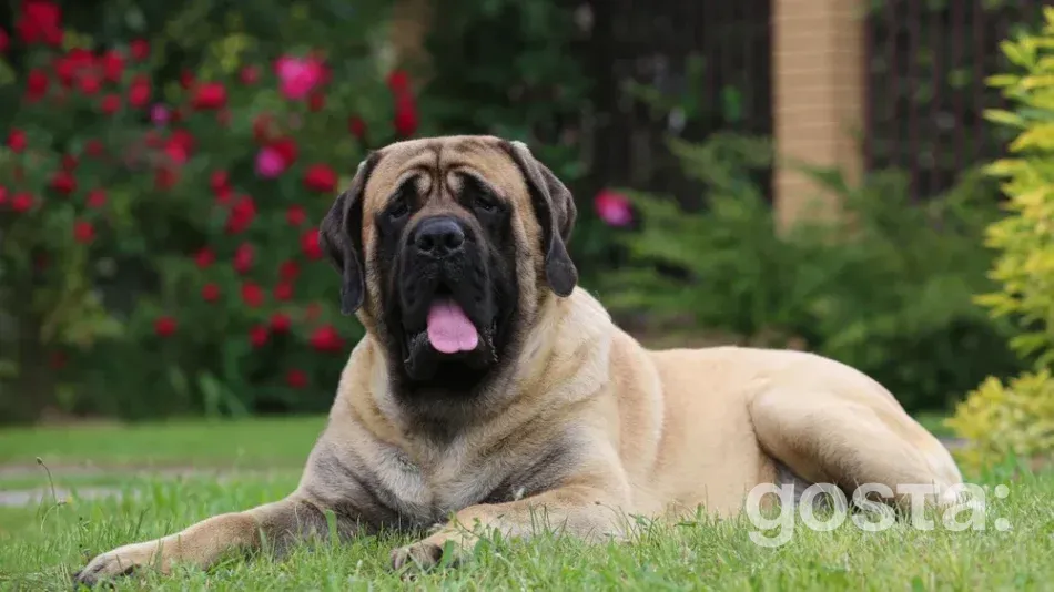 English Mastiff