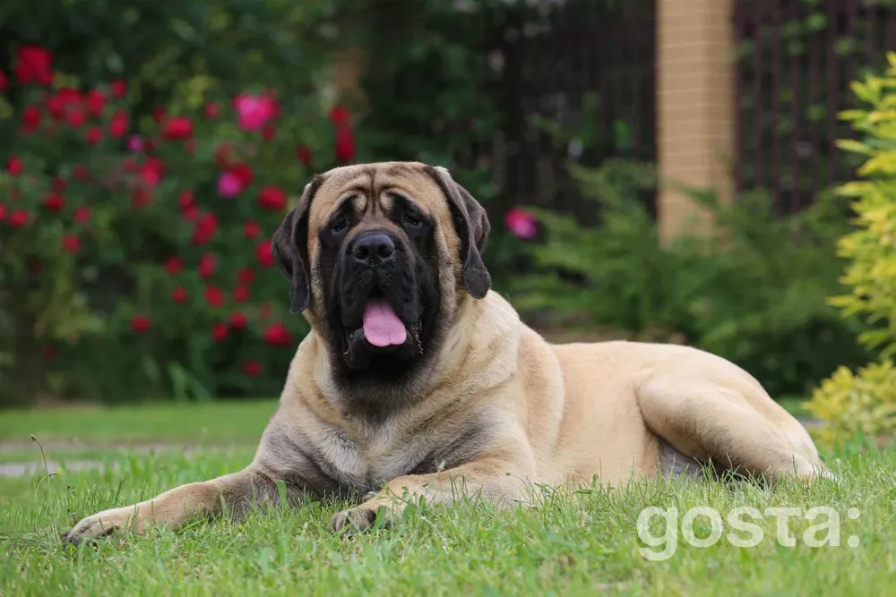 English Mastiff