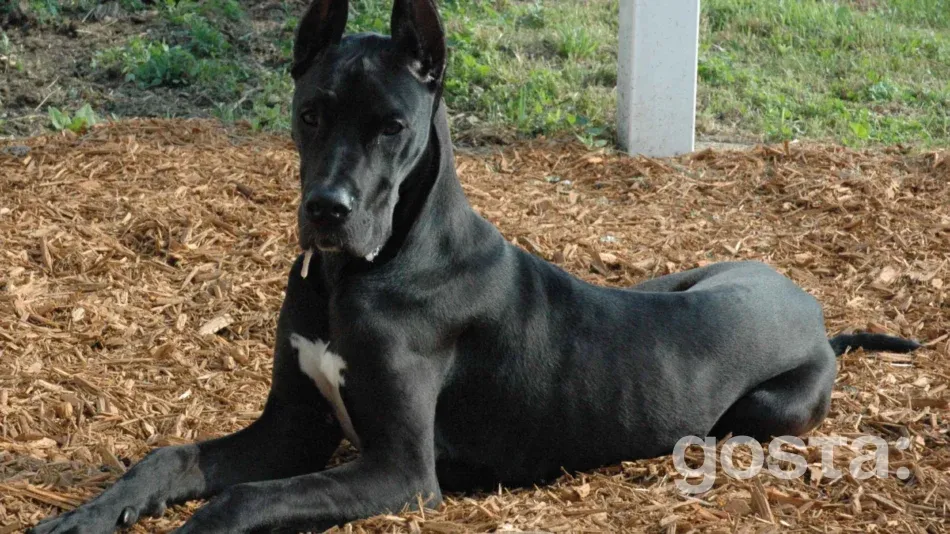 Great Dane