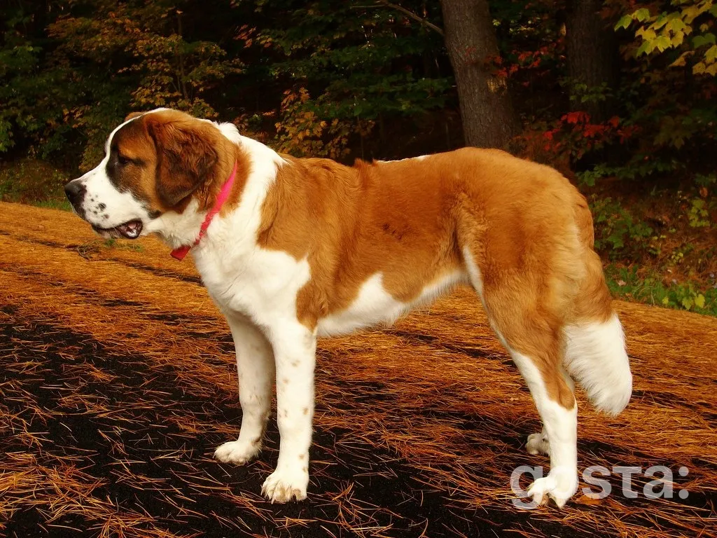 Saint Bernard
