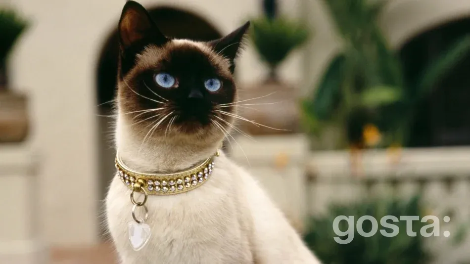 Особливості сіамських кішок