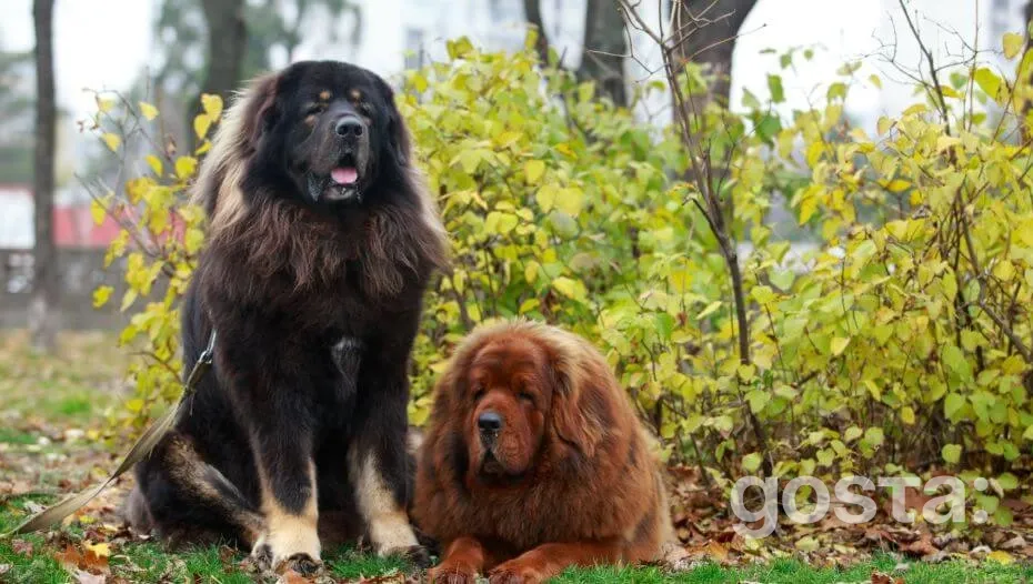 Tibetan Mastiff