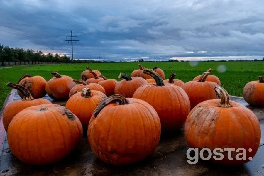 Чому гарбуз — це ваш новий суперфуд